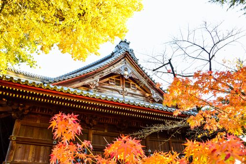 Free A beautiful Japanese temple exterior with vibrant orange and yellow leaves, showcasing classic architecture in autumn. Stock Photo