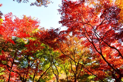 Stunning panoramic view of red and orange autumn leaves in a Japanese park.
