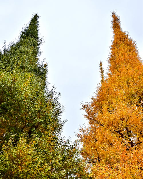 Imagine de stoc gratuită din arbori, cădere, copac galben