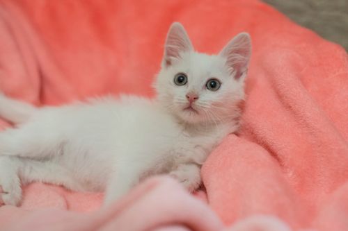 Free Cute white kitten lying on a soft pink blanket, looking at the camera. Stock Photo