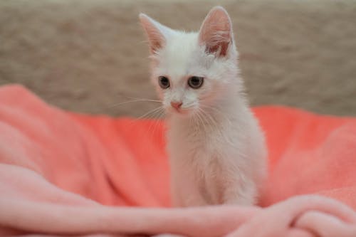 A White Kitten Sitting on a Pink Blanket 