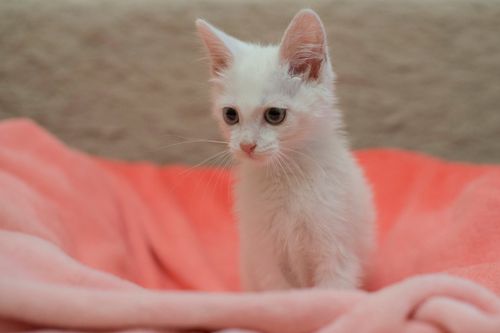 Free A cute white kitten sits on a cozy pink blanket, exuding warmth and charm. Stock Photo