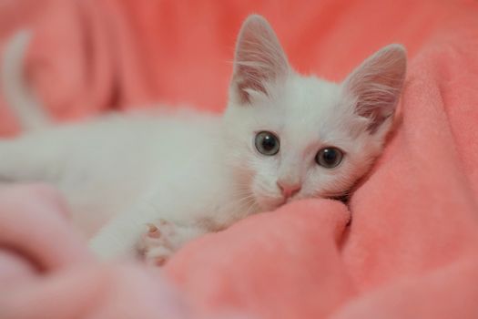 Cute white kitten lying on a pink blanket, showcasing its soft fur and innocent look.