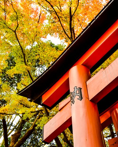 Free Vibrant autumn leaves frame a torii gate at Fushimi Inari Shrine, Kyoto, in a low angle shot. Stock Photo