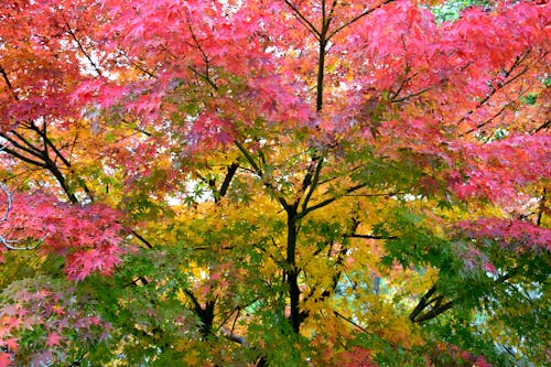 Foto stok gratis cabang, daun kuning, daun merah
