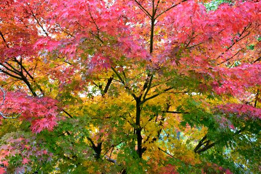 Close-up of colorful maple leaves showcasing vibrant autumn colors in fall.