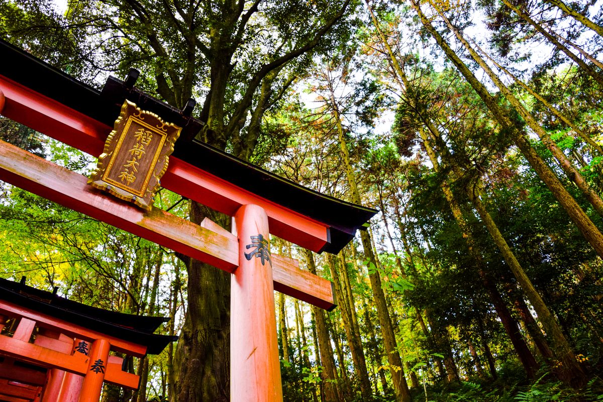 杉木立のなかに連なる朱色の鳥居のイメージ