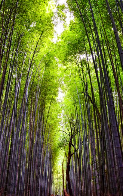 <b>Menjelajahi Keajaiban Hutan Bambu Arashiyama</b> <b>Menjelajahi Keajaiban Hutan Bambu Arashiyama</b>