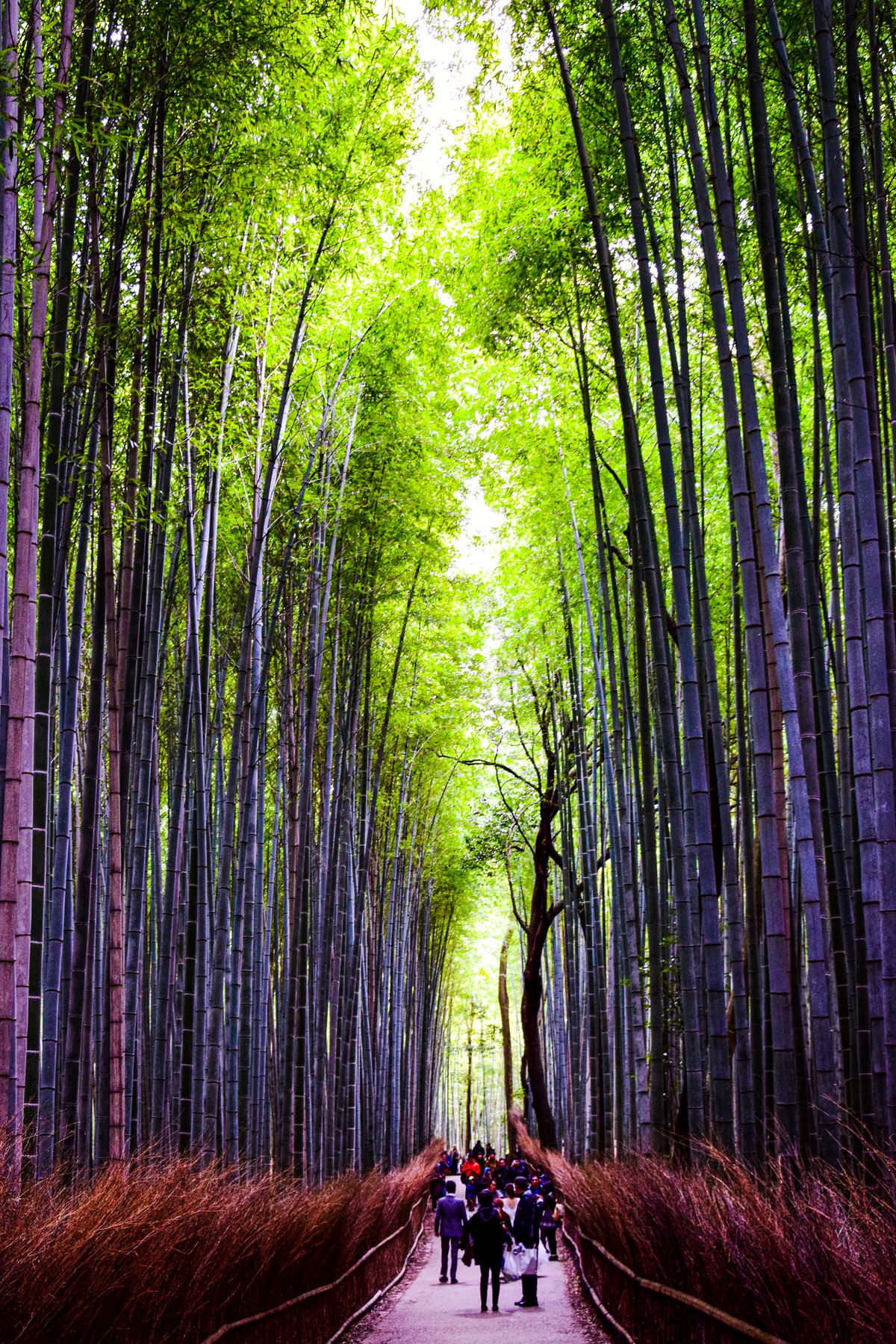 Arashiyama bamboo forest in Kyoto — the towering bamboo grove path in the western hills