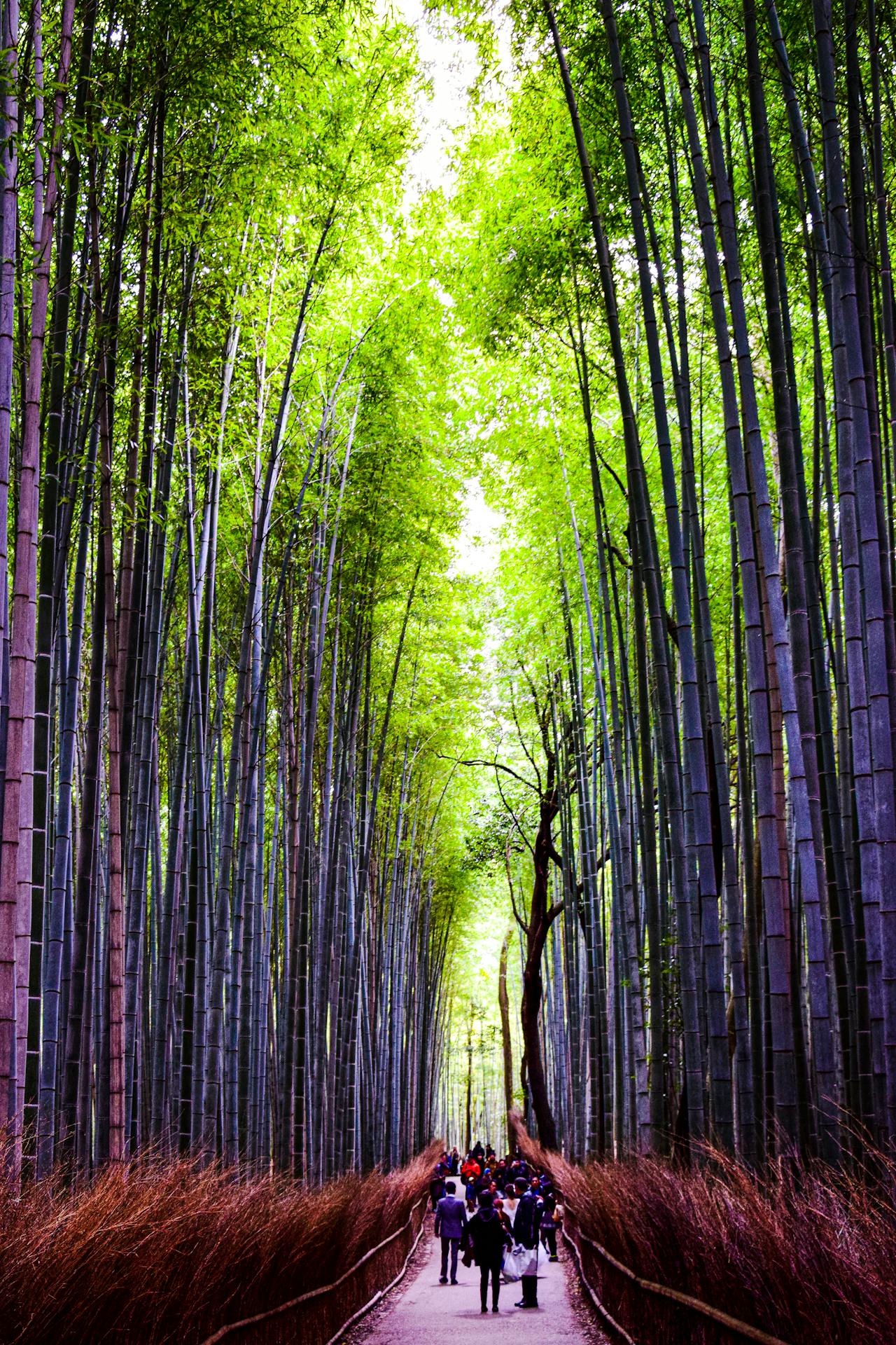Towering bamboo stalks in Arashiyama Bamboo Grove