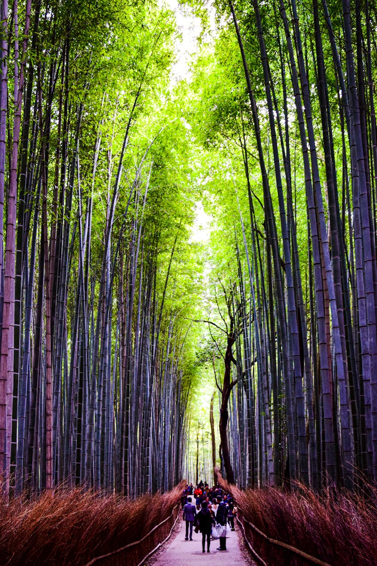 Arashiyama Bamboo Forest In Kyoto, Japan 