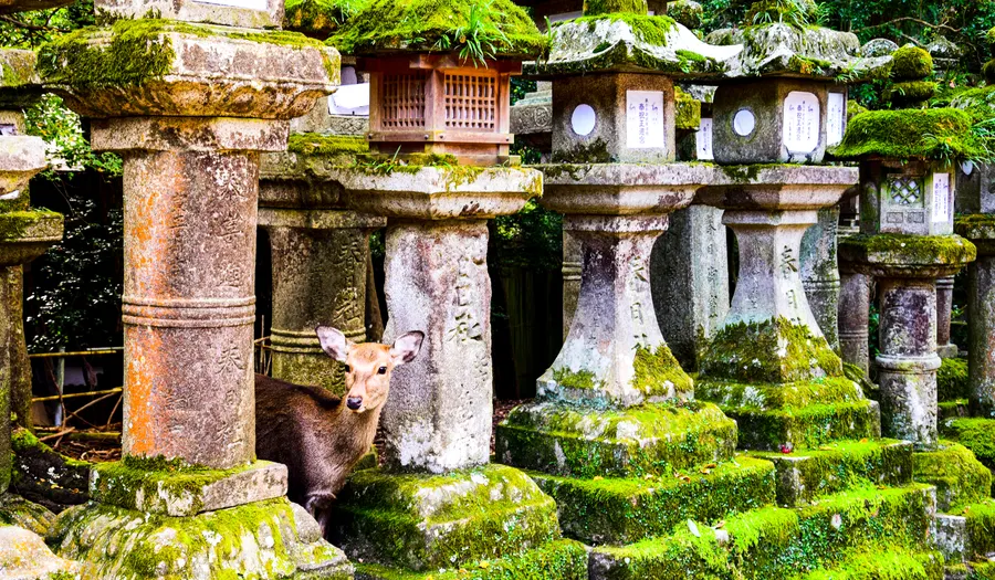 Kasuga-taisha