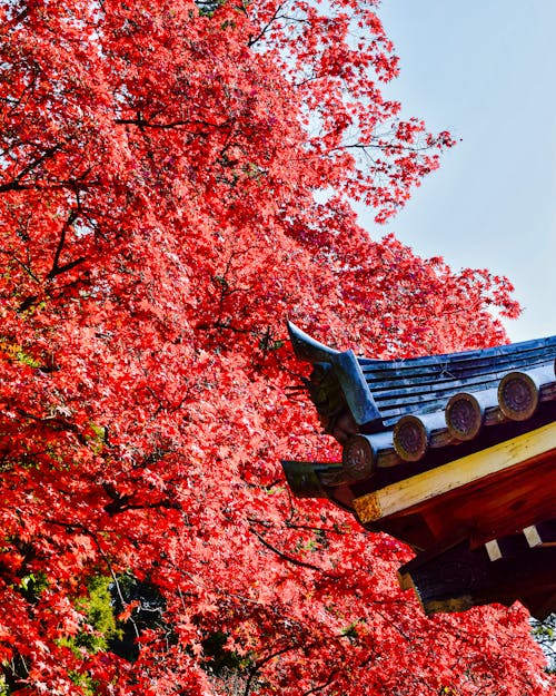 Part of the Roof of a Temple and an Autumnal Tree with Red Leaves