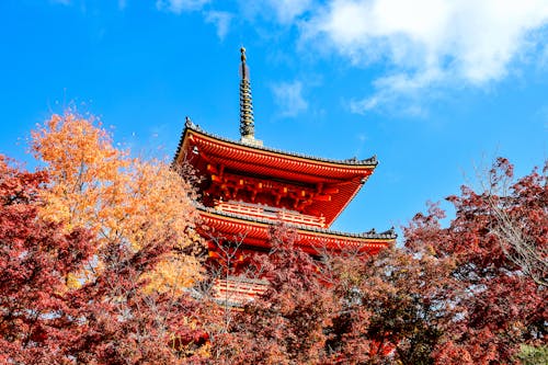 Low Angle Shot of Autumnal Trees and the Pagoda at the Kiyomizu-dera in Kyoto, Japan 