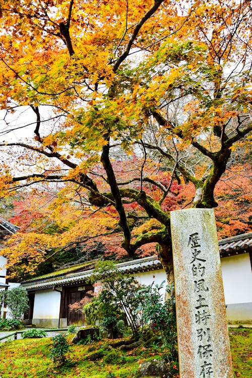 Δωρεάν στοκ φωτογραφιών με kyoto, δέντρο, θάμνος