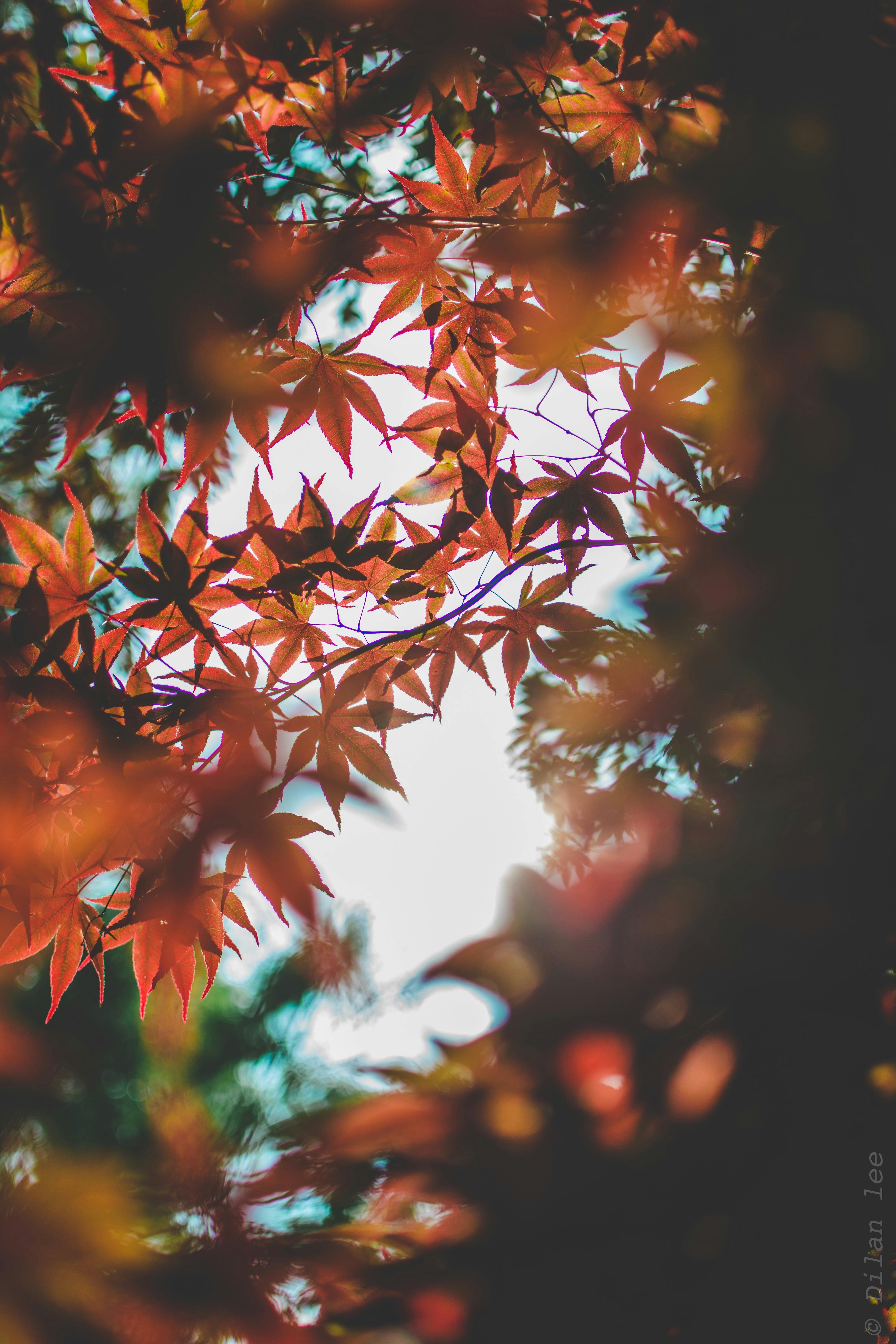 A beautiful capture of colorful maple leaves with sunlight in an autumn forest setting.