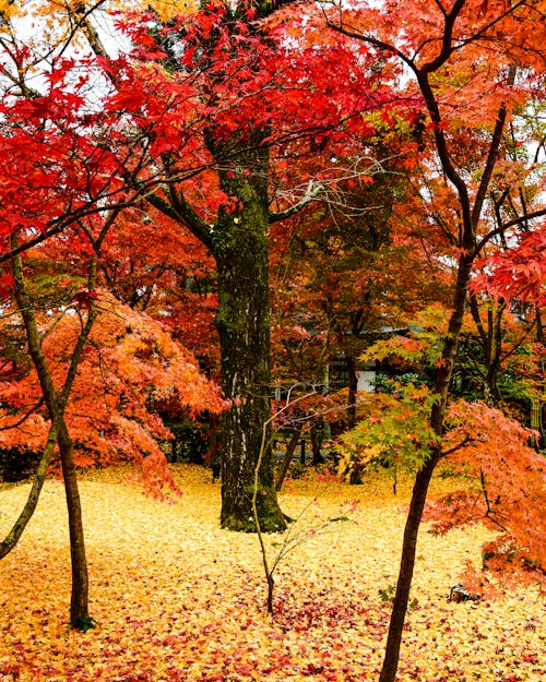 Ilmainen kuvapankkikuva tunnisteilla japani, Kioto, kulta
