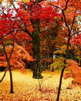 Captured in Kyoto, vibrant autumn foliage with rich red and golden leaves creates a stunning scene.