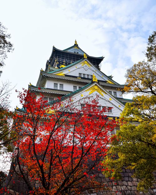 Free A striking view of Osaka Castle surrounded by vivid autumn leaves, showcasing traditional Japanese architecture. Stock Photo