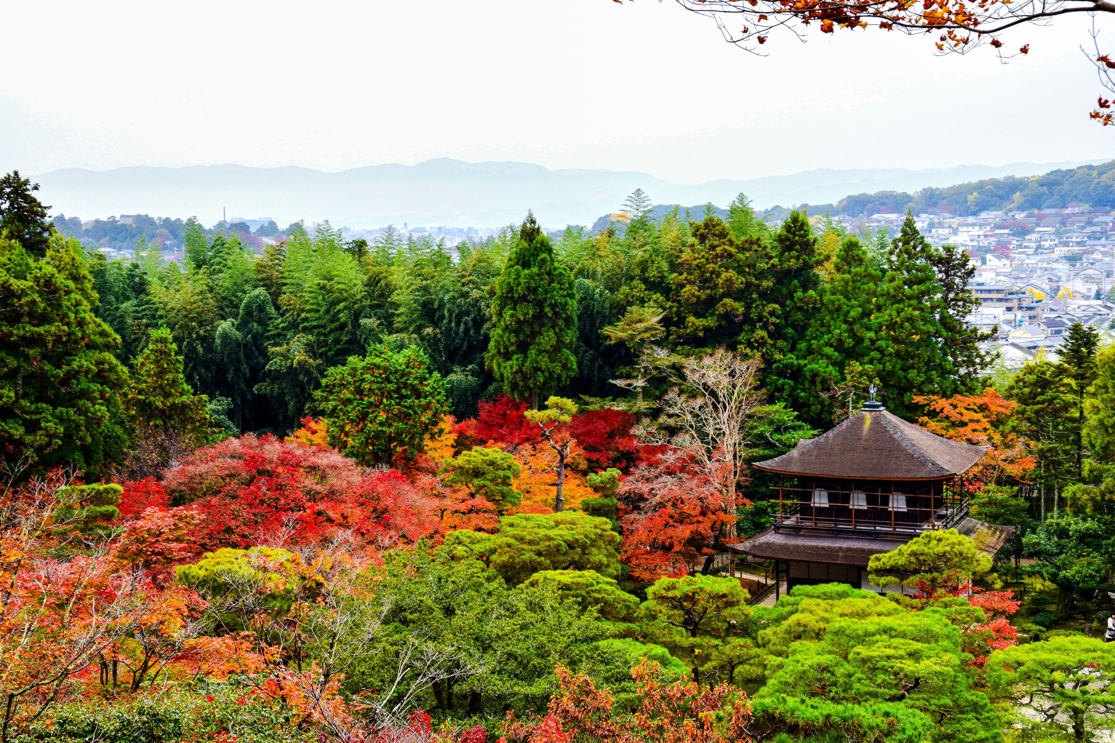 Scenic view of a Kyoto temple surrounded by vibrant autumn foliage and lush greenery.
