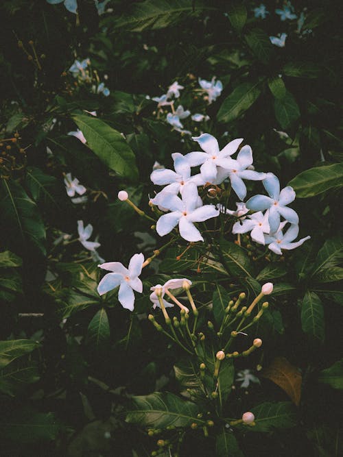 Green leaves