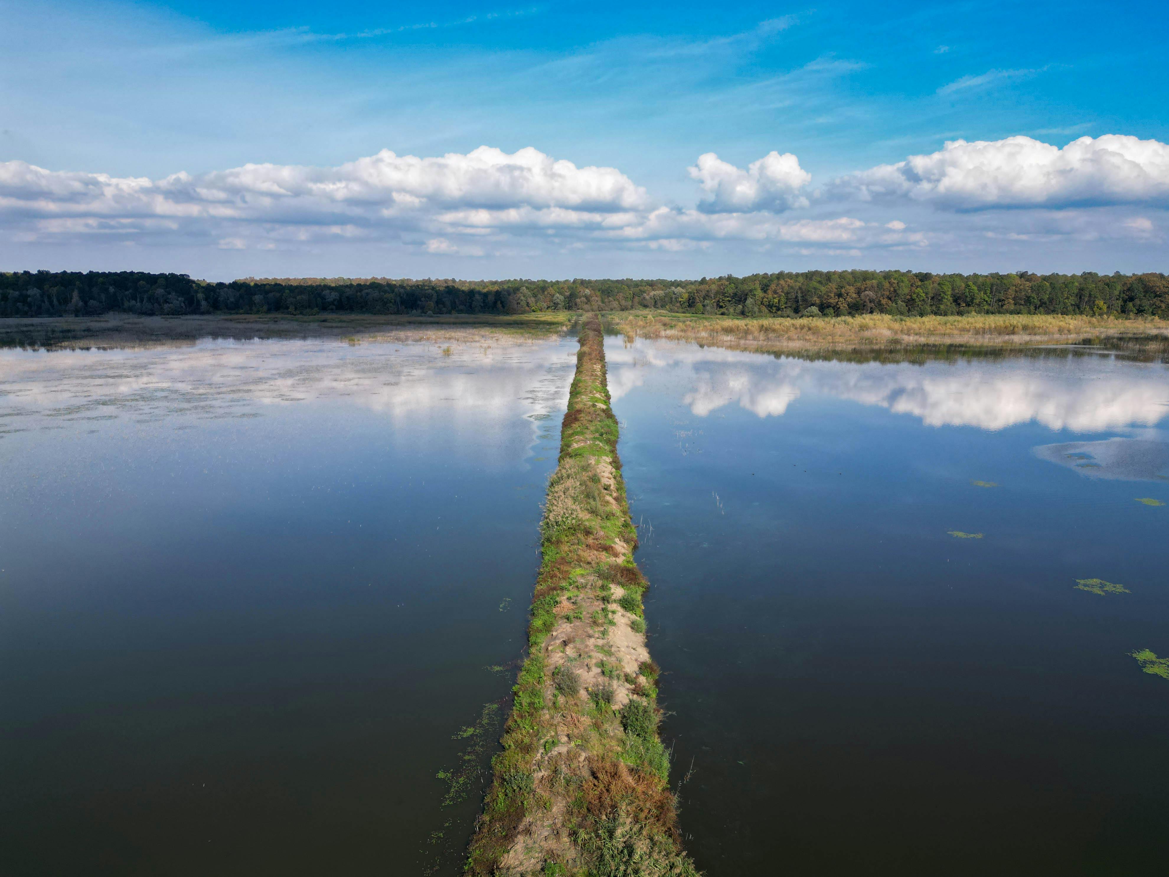 Can Nopal Supplements Help With Detoxification? Can Nopal Supplements Help With Detoxification?