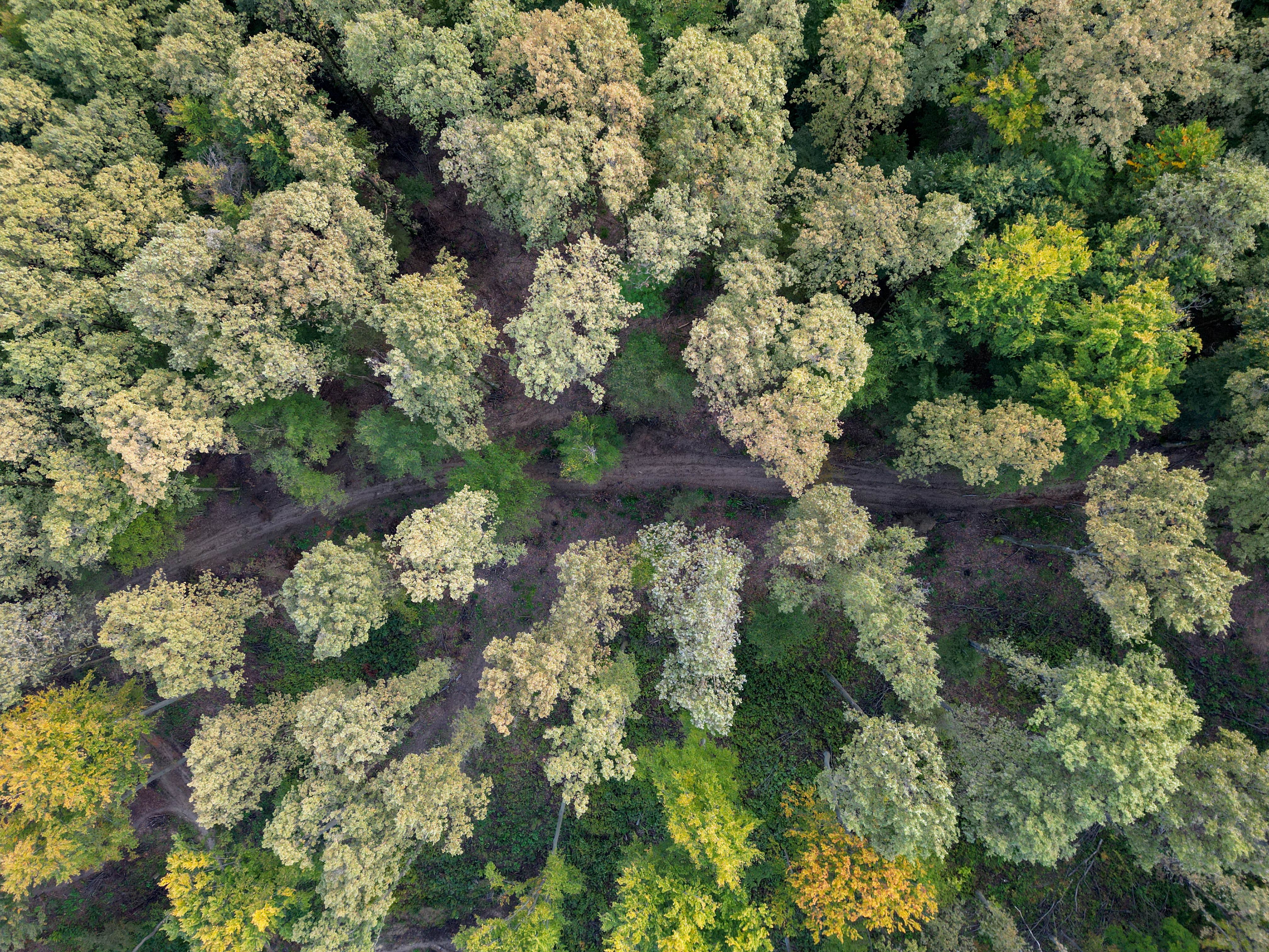 Vista aerea di una foresta rigogliosa