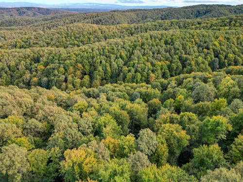 Drone Shot of a Dense Green Forest 