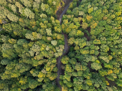 Aerial Photography of a Road Running through the Forest 
