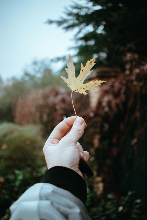 Free Close-up of a hand holding a maple leaf in an autumn garden setting. Stock Photo