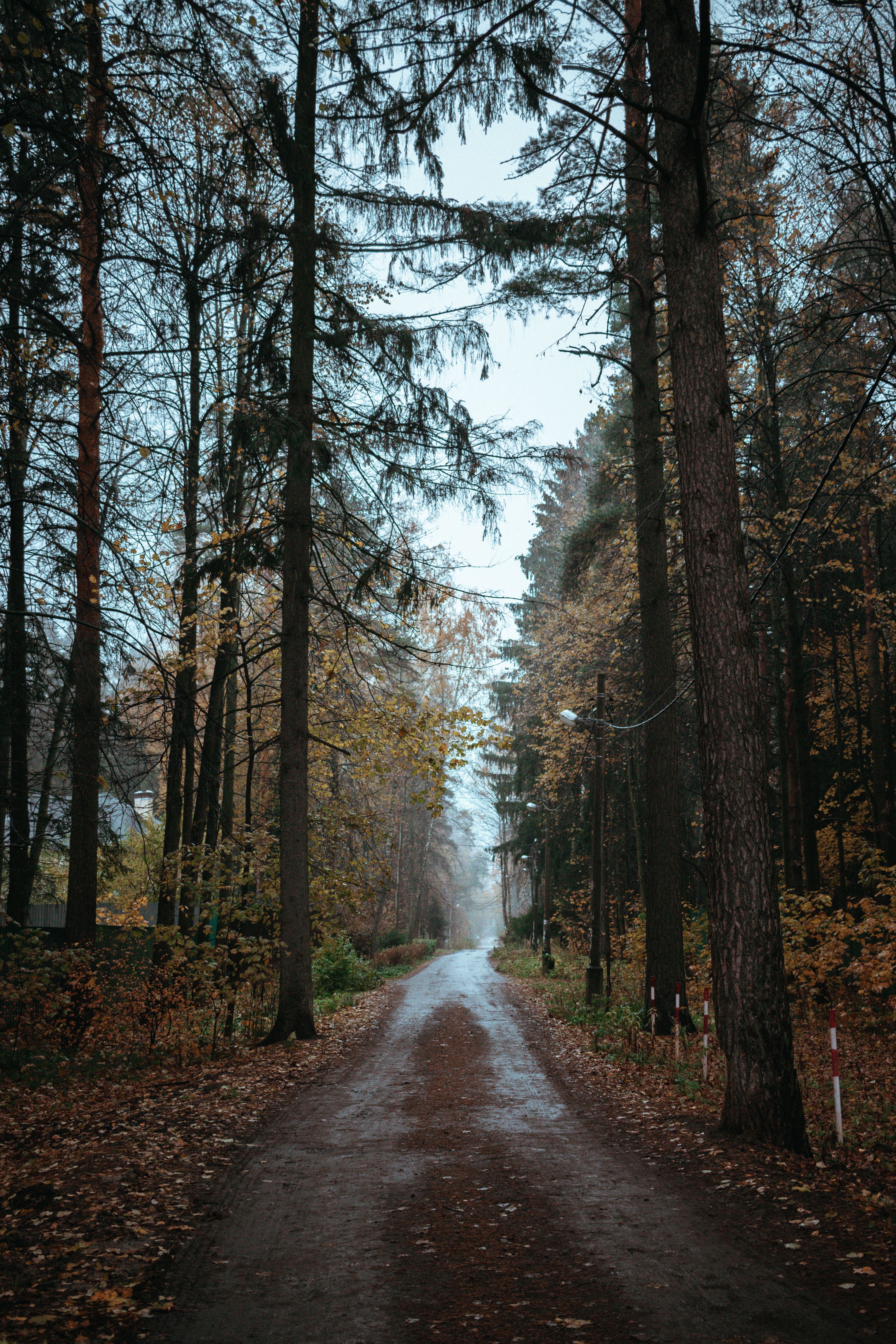 A road in the woods with trees on both sides · Free Stock Photo