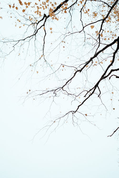 Foto profissional grátis de árvore, declínio, filiais