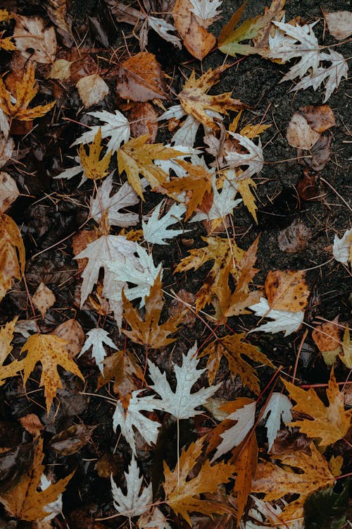 Autumnal Leaves on the Ground 