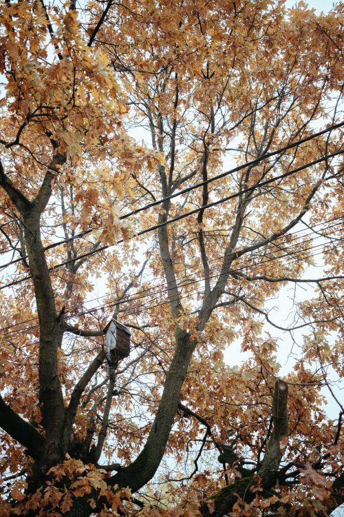 Free Beautiful autumn tree with golden leaves and power lines against a clear sky. Stock Photo
