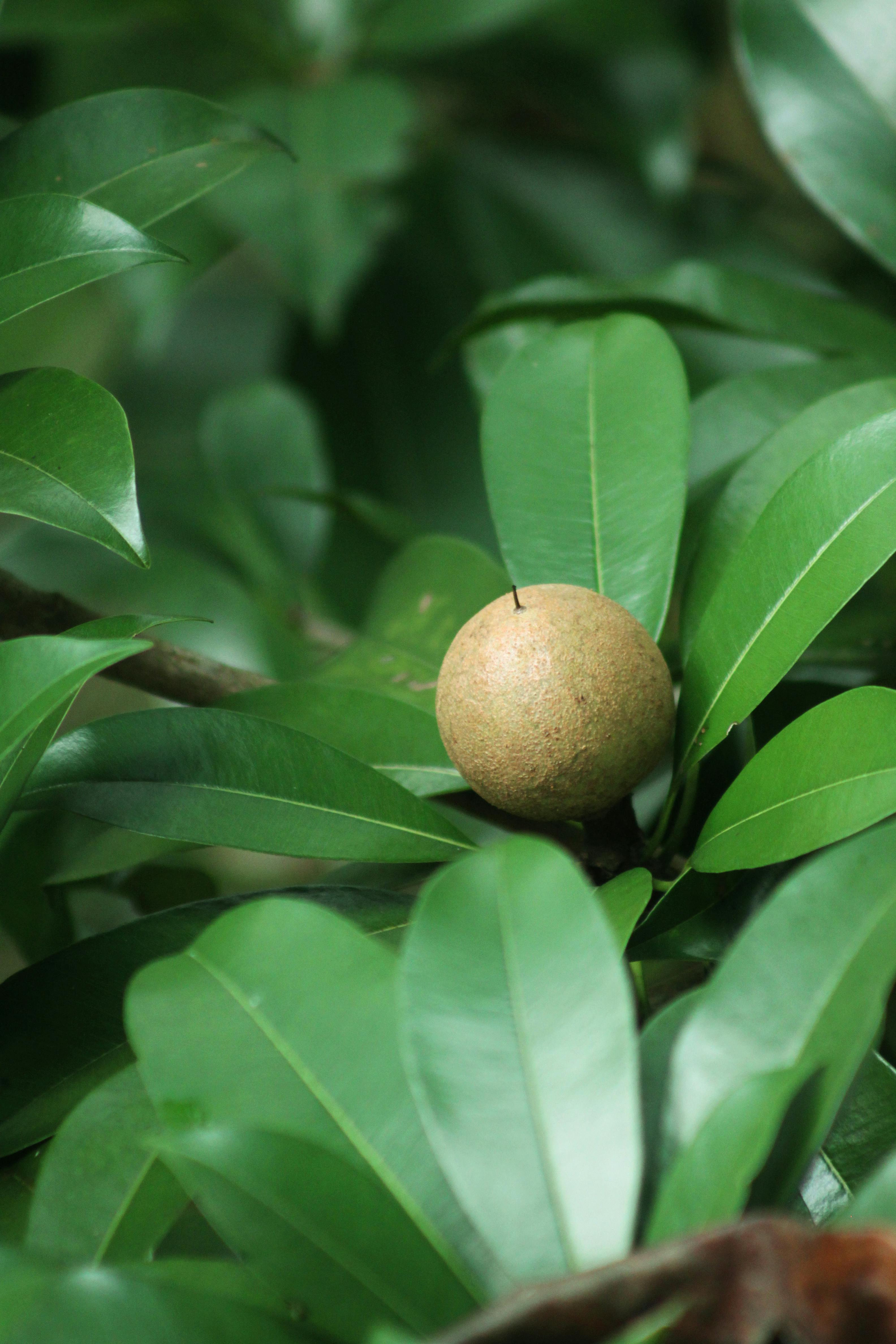 Quince Among Leaves &middot; Free Stock Photo