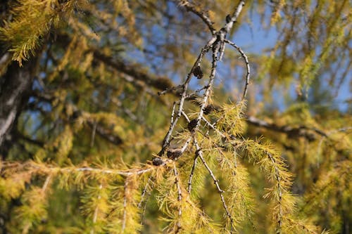 ağaç, ahşap, avrupa karaçam içeren Ücretsiz stok fotoğraf