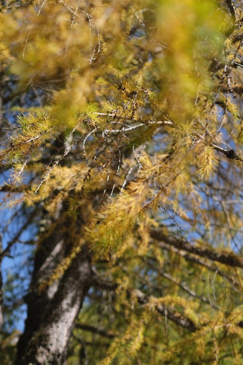 Foto profissional grátis de agulhas, árvore, cedro