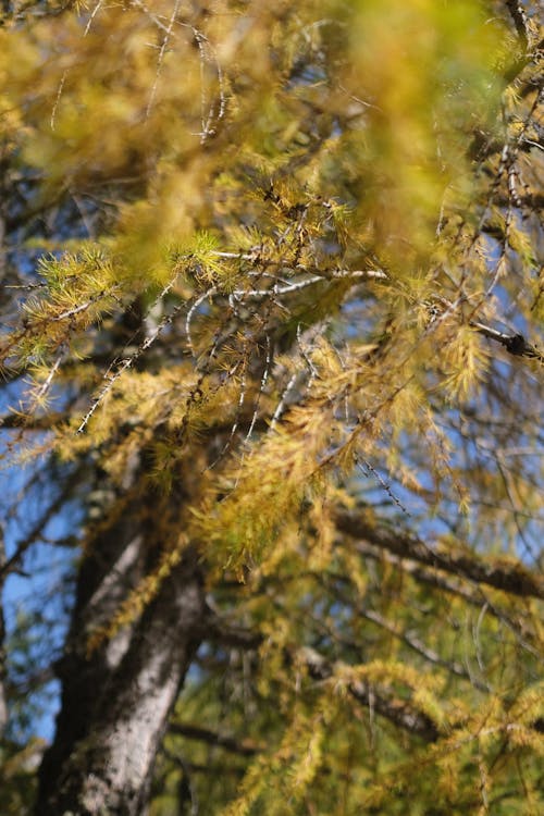 Foto d'estoc gratuïta de acícules, arbre, bosc