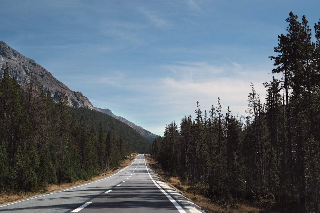 Foto d'estoc gratuïta de alps, arbres, autopista