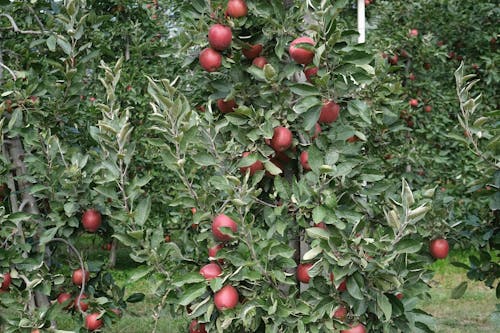 elma ağacı, elmalar, Güney Tirol içeren Ücretsiz stok fotoğraf