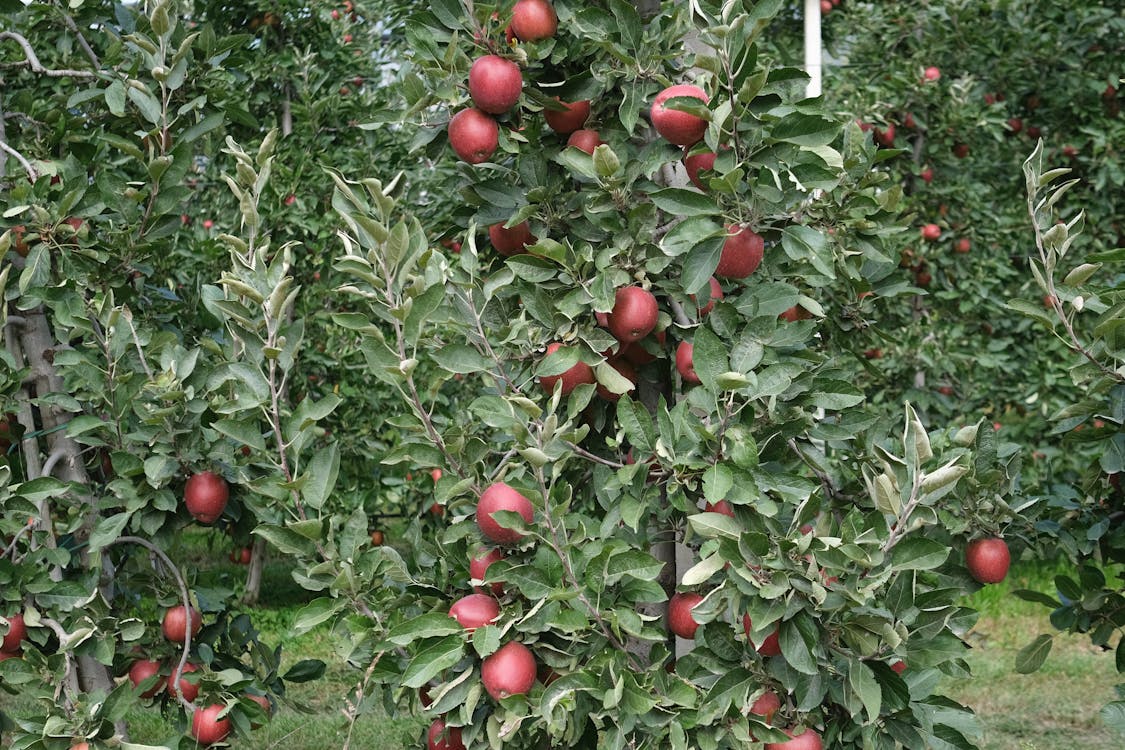 Kostenloses Stock Foto zu äpfel, apfelbaum, italien