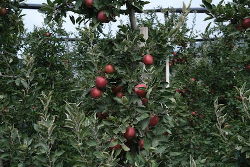elma ağacı, elmalar, Güney Tirol içeren Ücretsiz stok fotoğraf