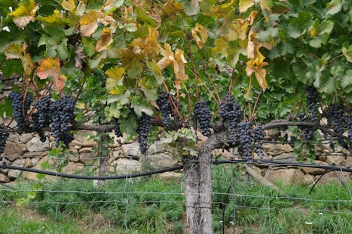 Darmowe zdjęcie z galerii z tyrol południowy, wino, winogrona