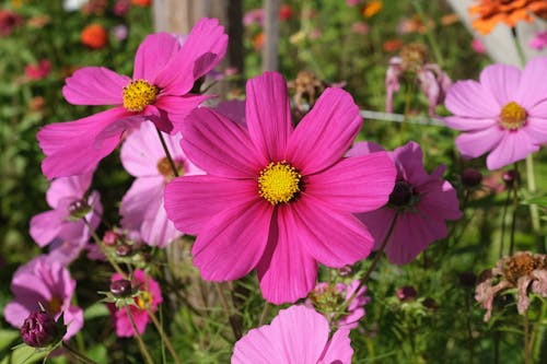 Foto d'estoc gratuïta de bienenwiese, cosmos bipinnatus, flor