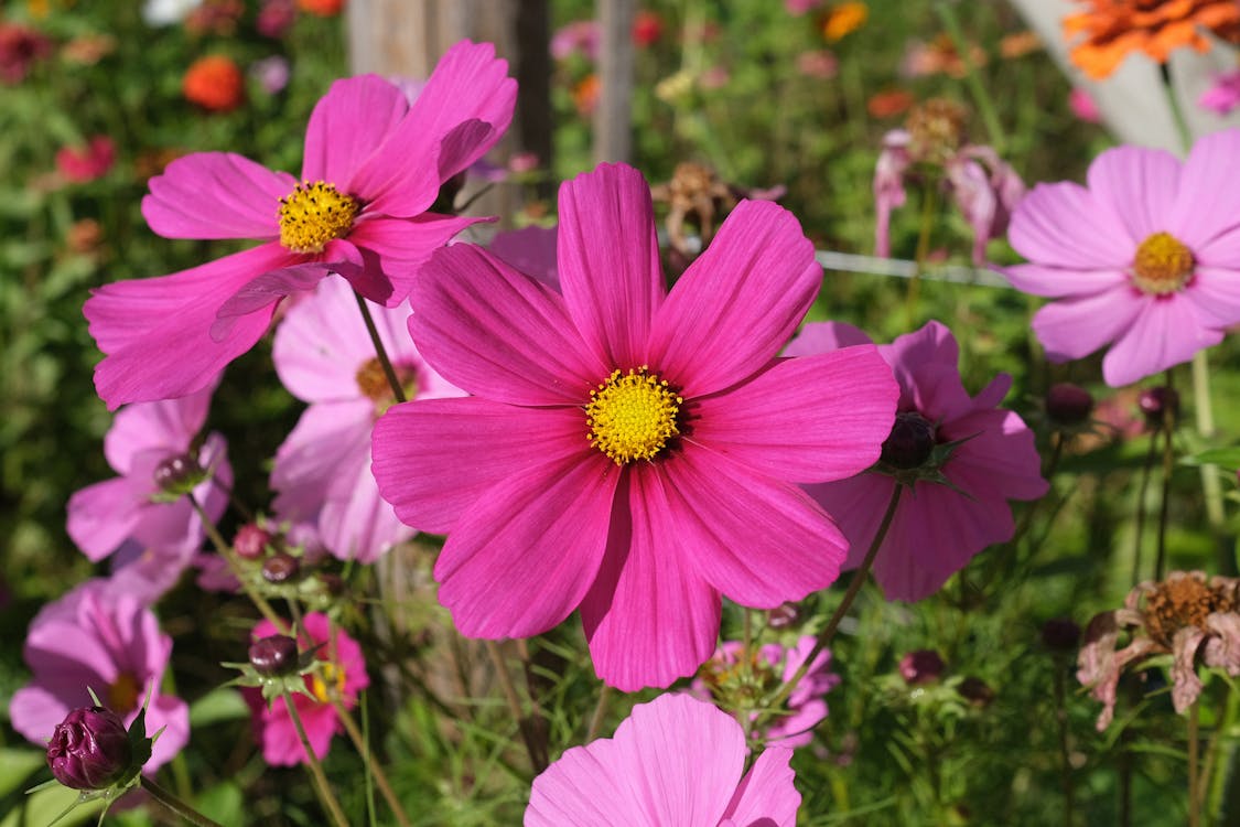 Foto profissional grátis de bienenwiese, cor-de-rosa, cosmos bipinnatus