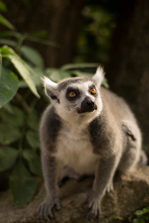 Ring Tailed Lemur in Close Up