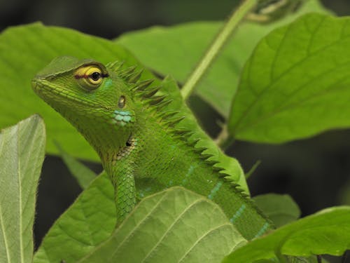 Imagine de stoc gratuită din a închide, cameleon, camuflaj