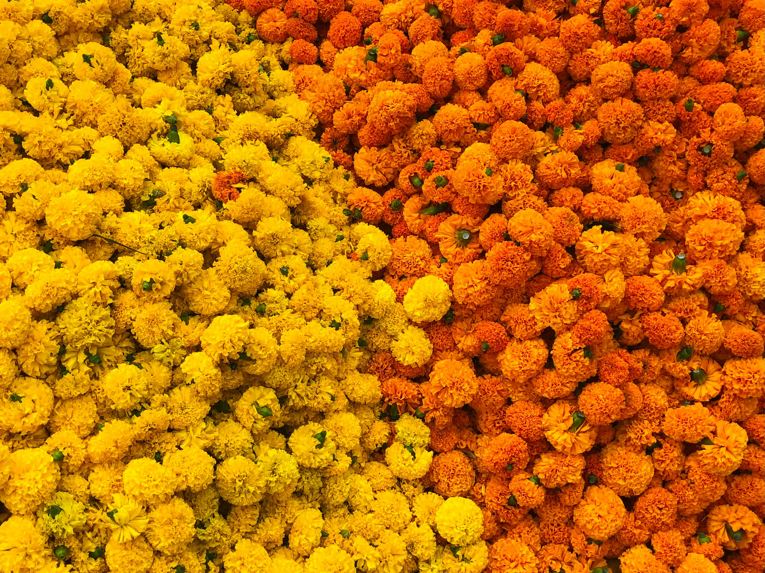 A vibrant display of yellow and orange marigold flowers, arranged in a striking pattern.