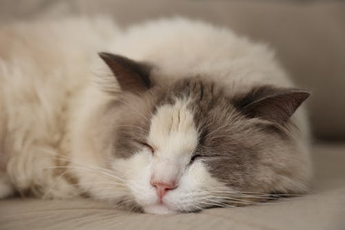 Close-up of a Sleeping Cat 