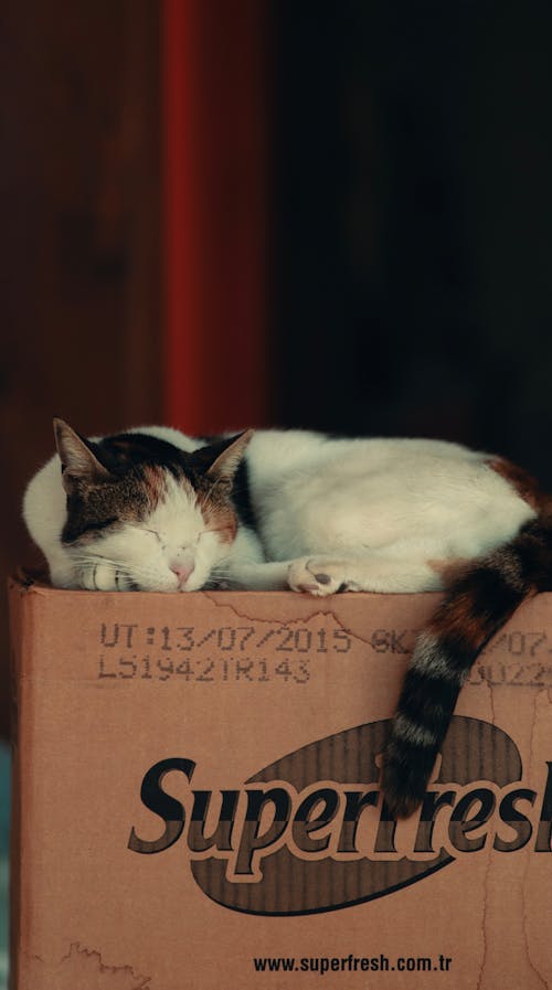 Cat Sleeping on Box